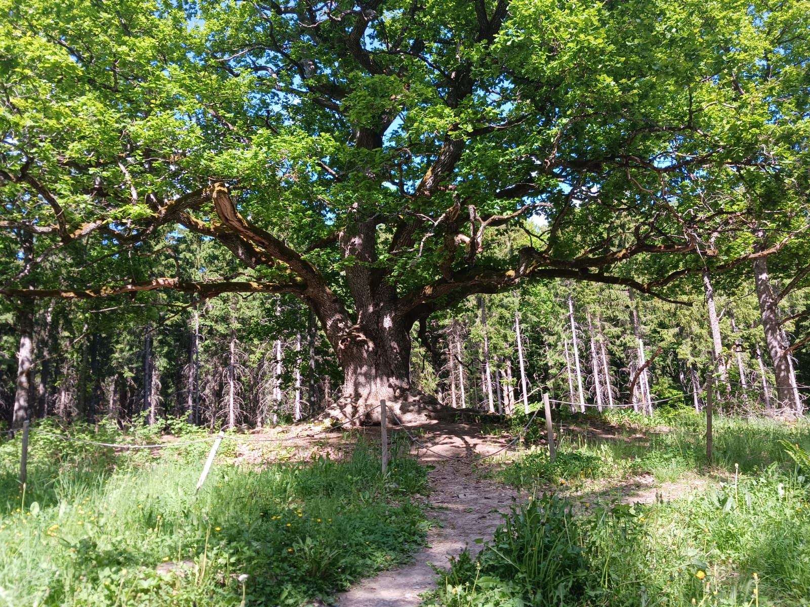 @hiidetär