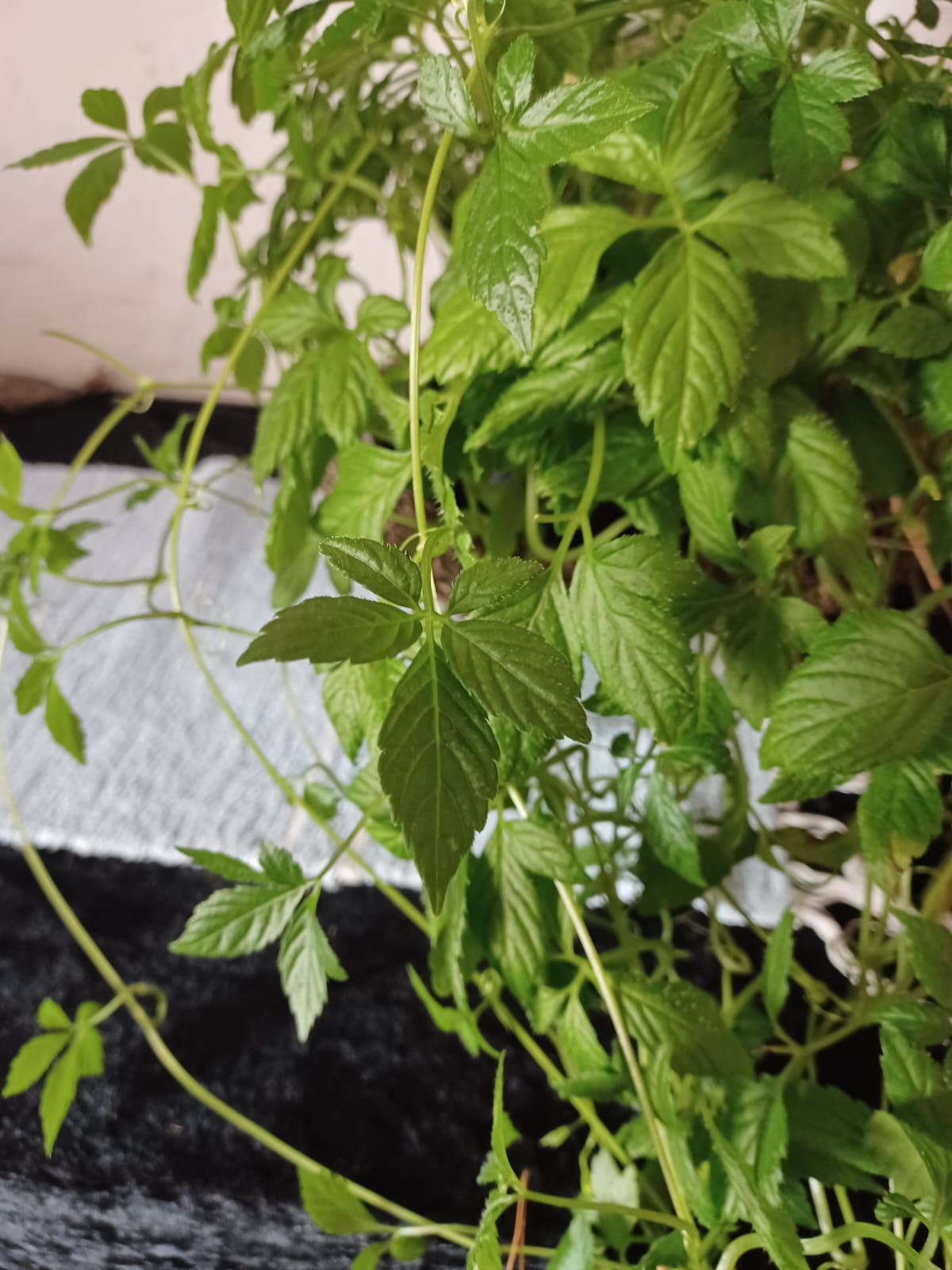 kuolemattomuudenyrtti, jiaogulan, gynostemmapentaphyllym, hiidetär